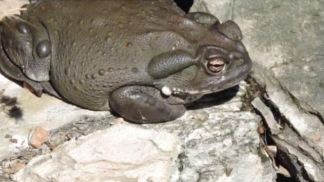 People stealing toads to get high, officials say