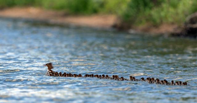 RESTRICTED -- 1 Hen, 76 Ducklings: What’s the Deal With This Picture?