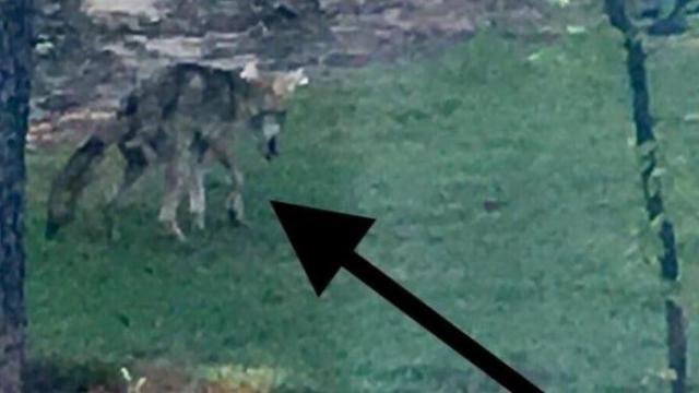 Sightings of sick coyote in Garner stir fear, concern