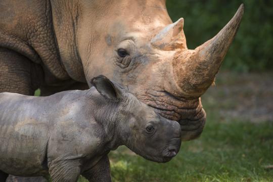 Baby rhinos at the NC Zoo