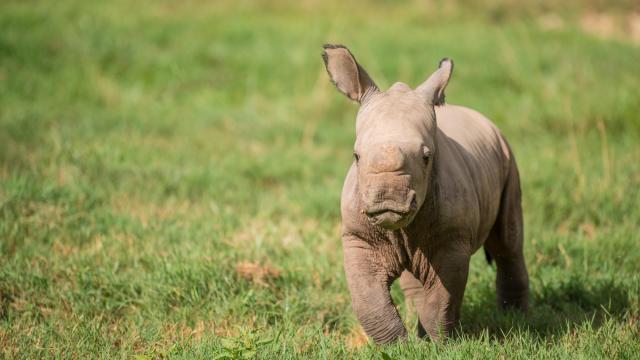 N.C. Zoo white rhino calf gets name with assist from public and dad