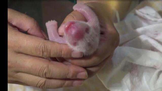 Raw and awwww: Chinese panda welcomes twins