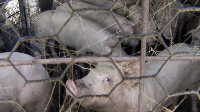 House OKs plan for any NC hog farm to collect methane gas