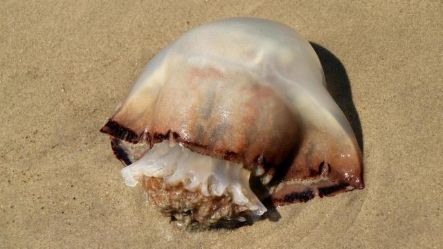 Jellyfish warning issued for southeastern NC 