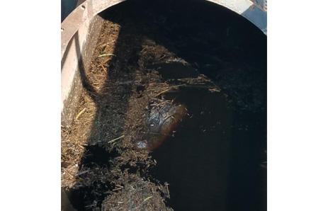 Hyde County Alligator in water pump. Photo from Hyde County