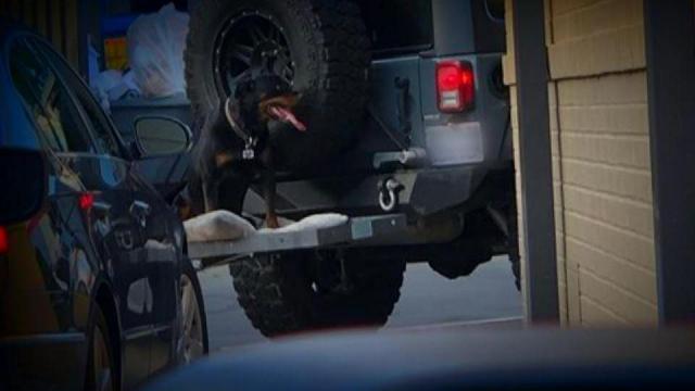 Photo of dog chained to car goes viral