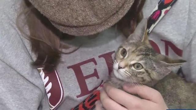 Pets pay back vet costs in cuddles
