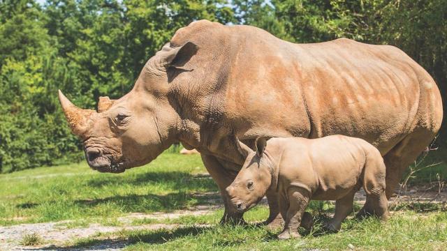 Meet Bonnie! N.C. Zoo names second baby rhino