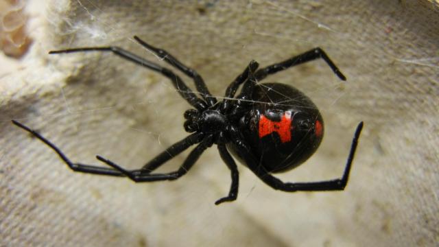 'What's all this hairy stuff?': Clayton woman finds black widow in grapes