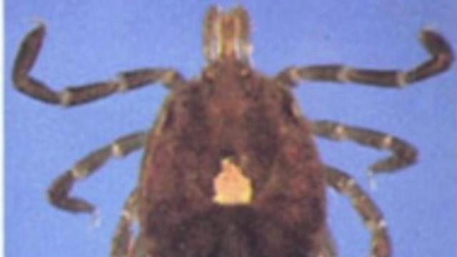 Lone star ticks related to meat allergy