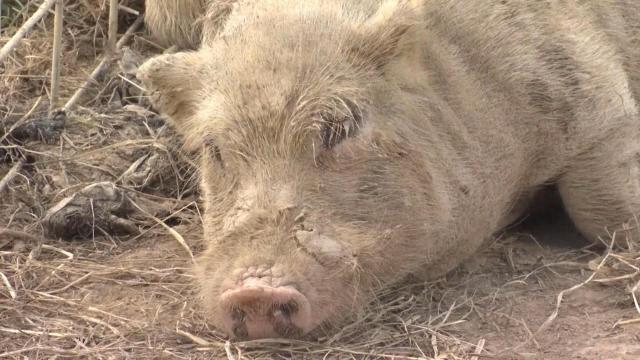 Rescuers nationwide step in to save pot belly pigs