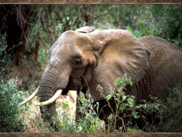 Help a Mom: Seeking an elephant ride