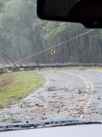 Hurricane Florence: Tree down