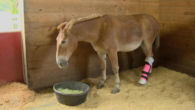 Disabled donkey gets special cast