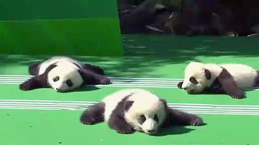 Aw! Panda cubs make public debut 