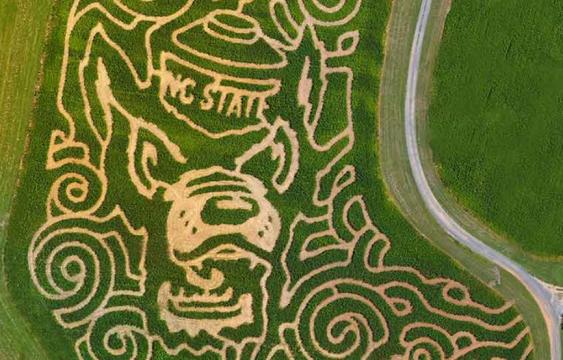 Granville Haunt Farm now features an N.C. State themed corn maze