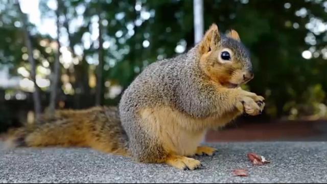 Woman removed from plane for having 'emotional support squirrel'