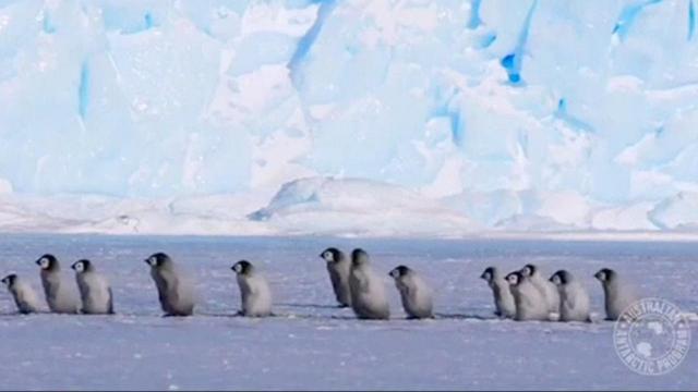 Aw! Baby penguins on icy excursion 