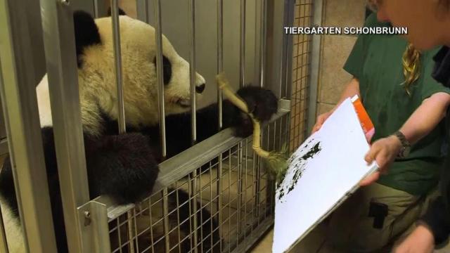 Zoo in awe of painting panda 
