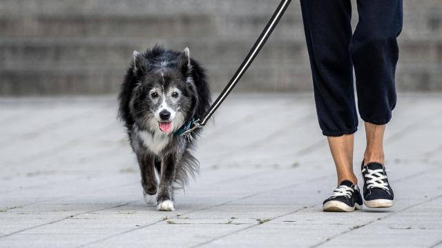 Even a 10-Minute Walk May Be Good for the Brain