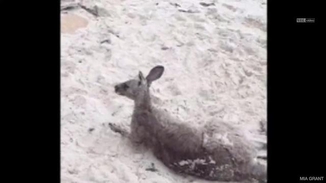 Police save drowning kangaroo from ocean