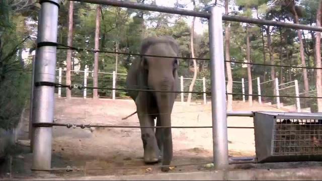 Elephant recovering after tusk removal surgery