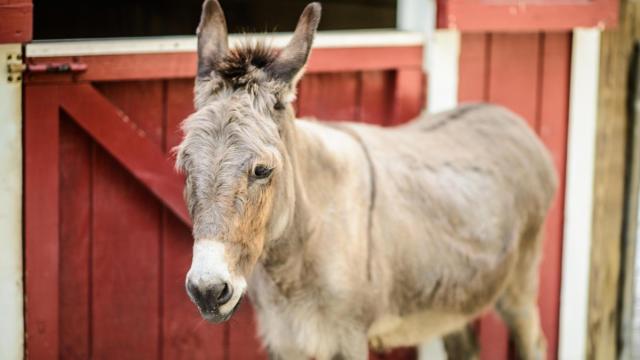 Lightning the donkey turns 22 at the Museum of Life and Science