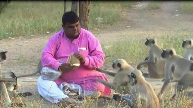 Man befriends hundreds of monkeys