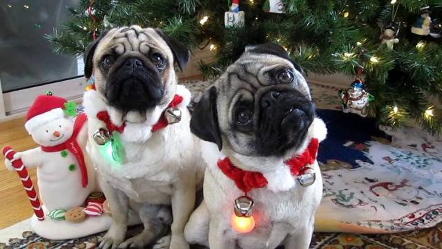 Weekend best bets: Very Puggy Christmas, Martin Lawrence