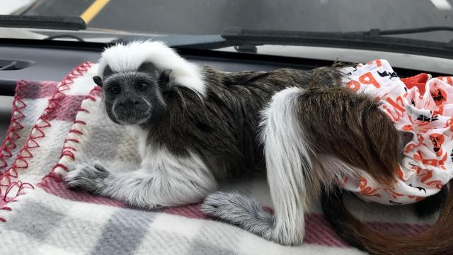 SC woman seeks help in search for monkey that went missing in the Triangle