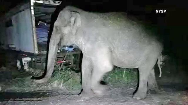 Elephant caught in New York while taking midnight stroll