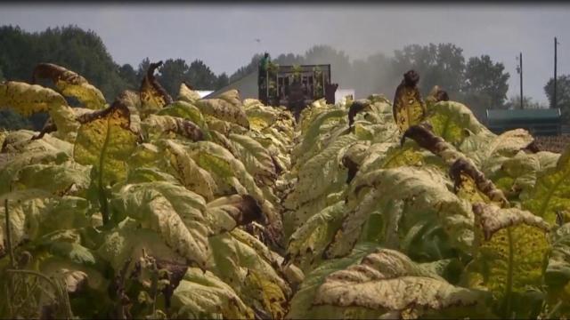 Farmers struggle but are thankful after Hurricane Florence
