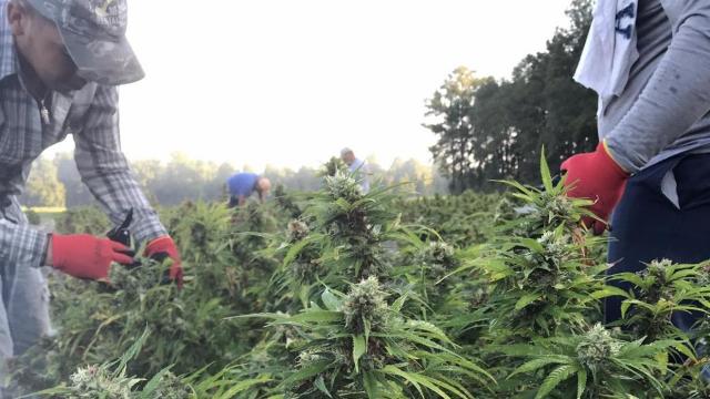 Law enforcement fears NC's effort to boost hemp industry could essentially legalize marijuana