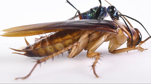 Dreading Valentine's Day? You can name a cockroach after an ex thanks to a UK zoo