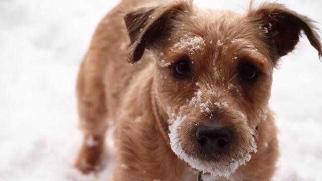 SPCA: Tips to protect your pet from freezing temperatures