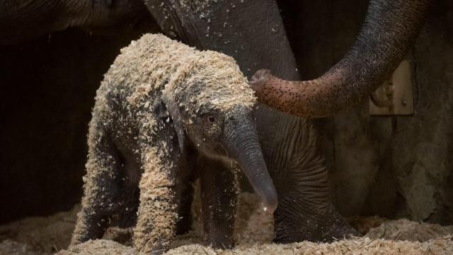 Baby elephant born via artificial insemination at Ohio zoo
