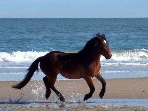 Corolla Wild Horse Fund announces death of stallion