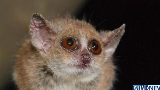 Duke researchers asking if tiny lemurs hold answers to Alzhiemer's 