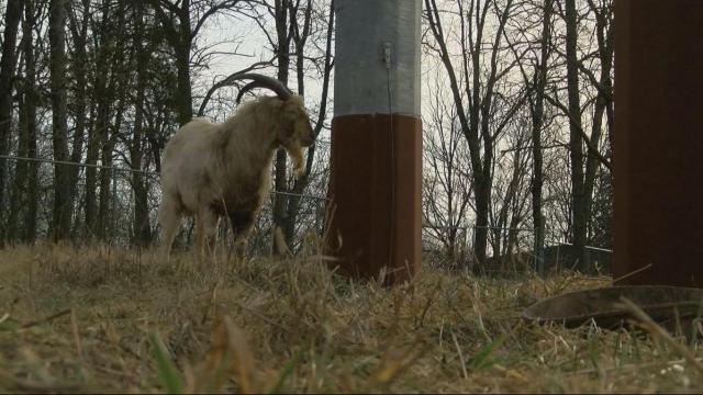 Meet Houdini, a famous goat that lives off a Kentucky highway