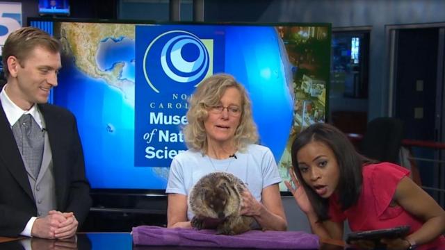Mikaya Thurmond tries to get an early prediction from groundhog Sir Walter Wally