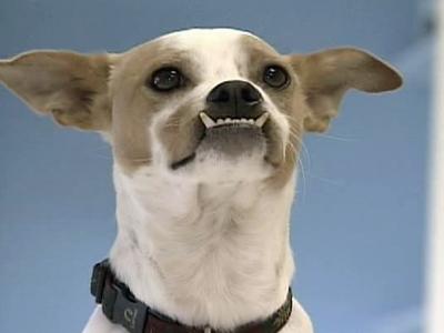 Dog With Hole in Mouth May Lead to Medical Breakthrough