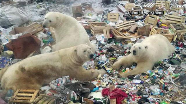 State of emergency declared in Russia after spike in polar bear sightings, attacks