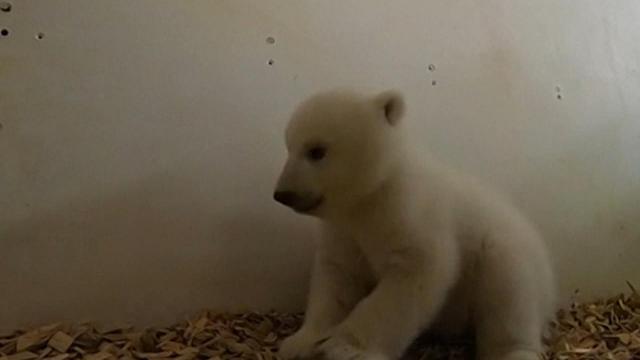 Cute alert: Polar bear cub gets a checkup
