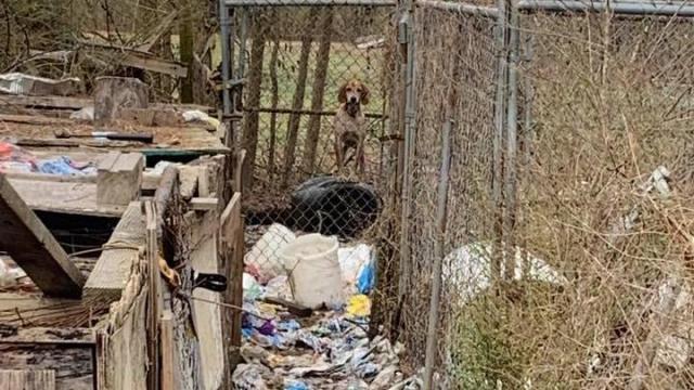 Man charged after 3 dead dogs found, 10 seized