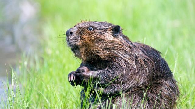 Mayor says beavers may be to blame for damage to Cary road