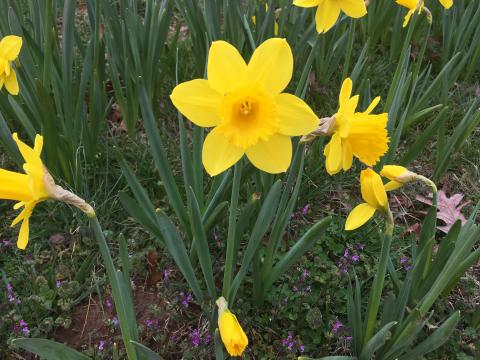 Daffodils at Dix Park in Raleigh