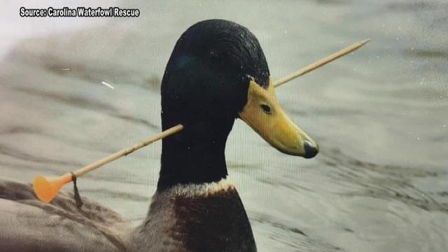 Rescuers work to save darted ducks