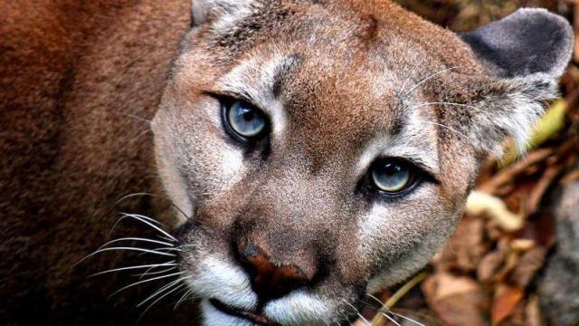 Grandfather Mountain mourns death of popular blue-eyed cougar