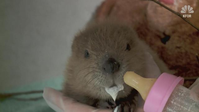 Orphaned baby beaver rescued by oil rig workers