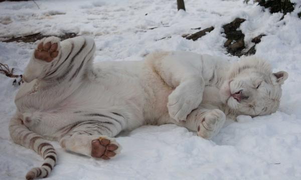 Arthur the white tiger. (Photo from Conservators Center.)